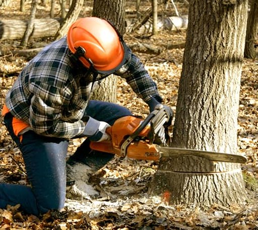 Tree Removal in Big Bend, WV